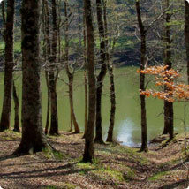 Foresta Umbra - gargano